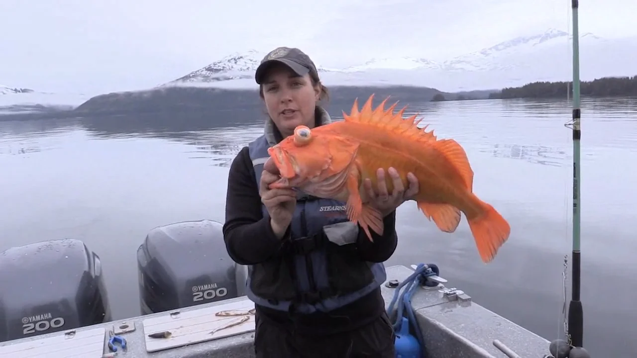 How to use a deepwater release device - release of a yelloweye rockfish 