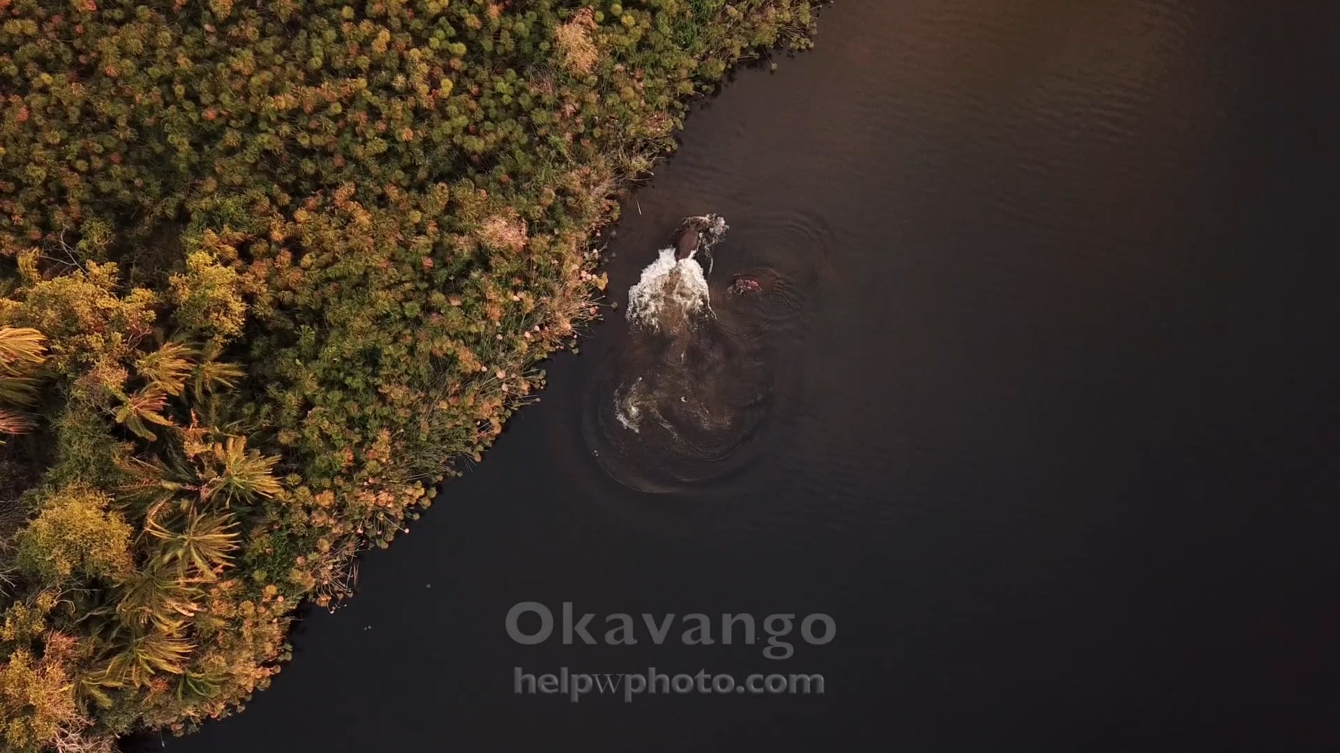 Hippos in Okavango