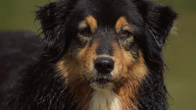 Animallparadise -Muselière sangle taille XL-XXL pour chien Dogue allemand,  Leonberg.