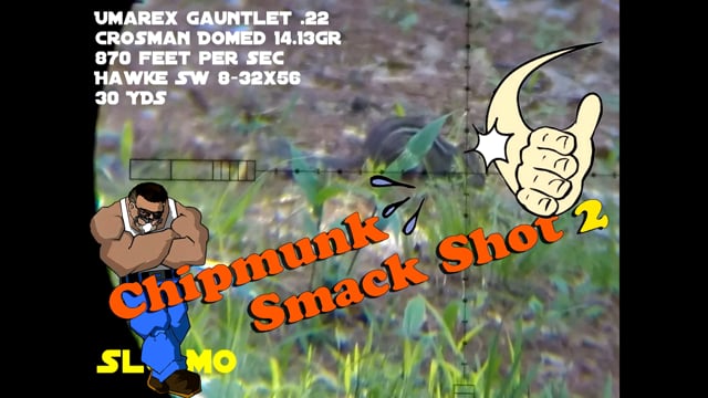 Chipmunk Smack Shot #2