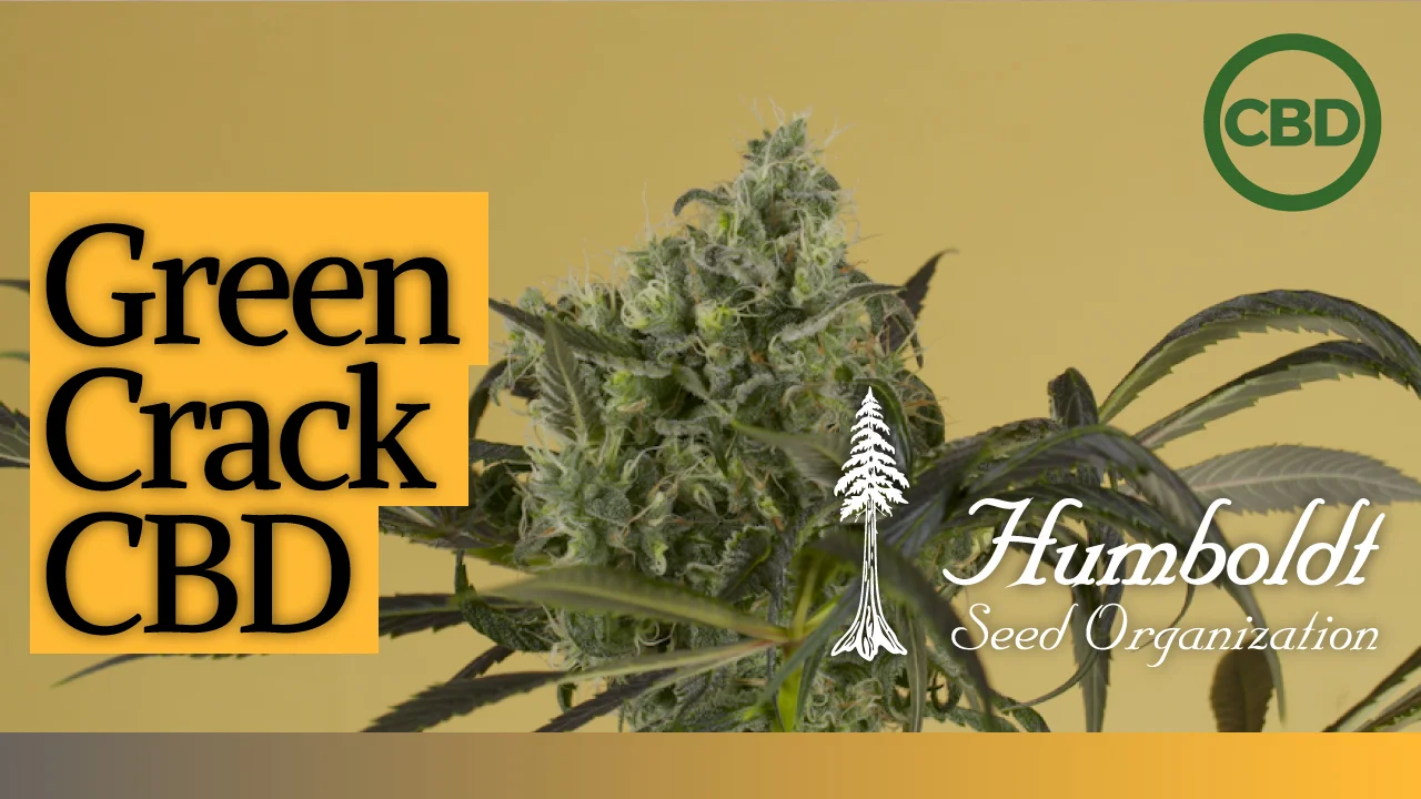 Buy Green Crack CBD cannabis seeds online - Humboldt Seeds UK