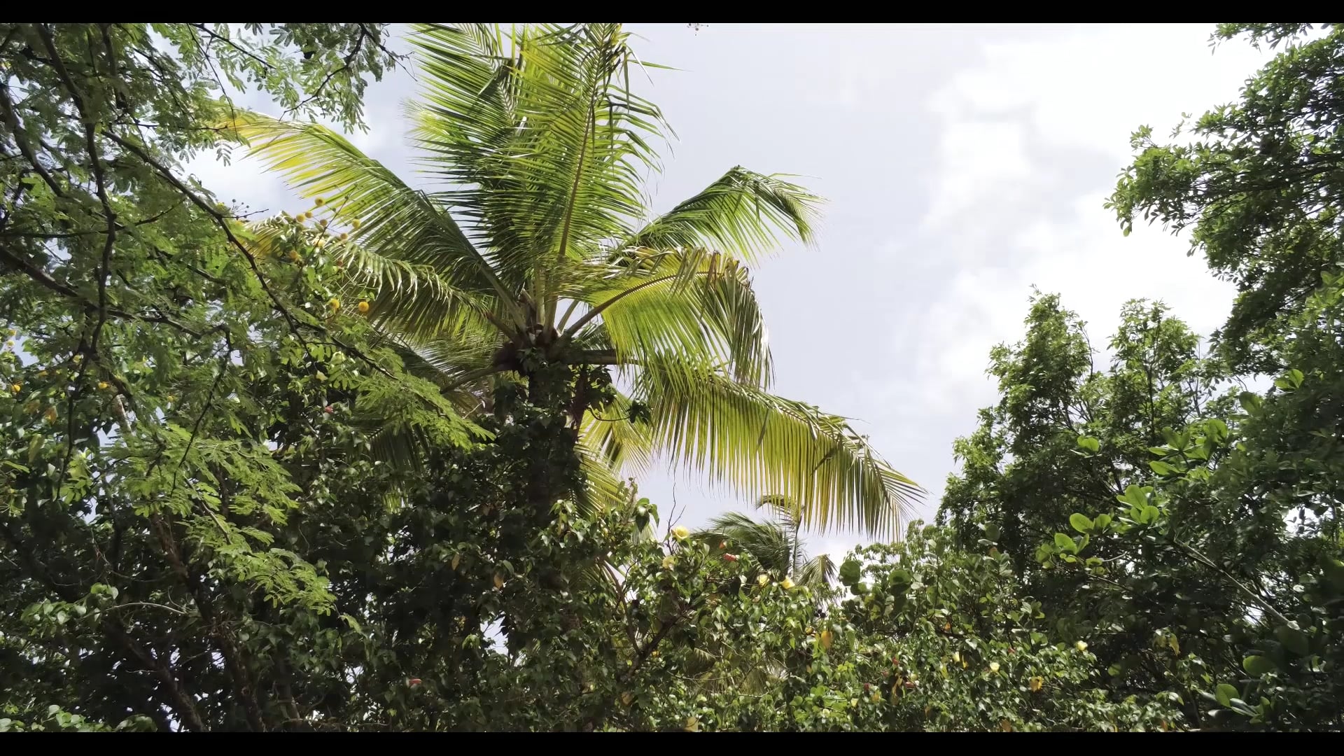 Plage des Salines, Martinique