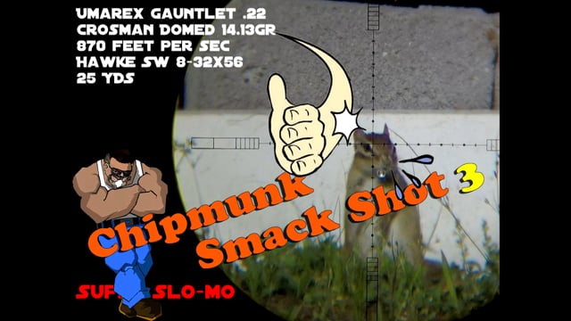 Chipmunk Smack Shot #3