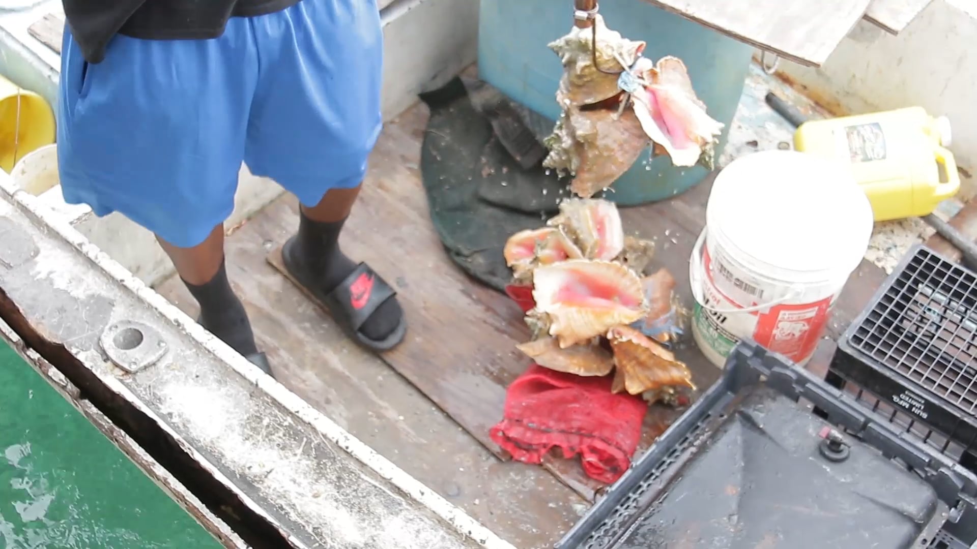 Conch poisoning outbreak in the capital – Eye Witness News