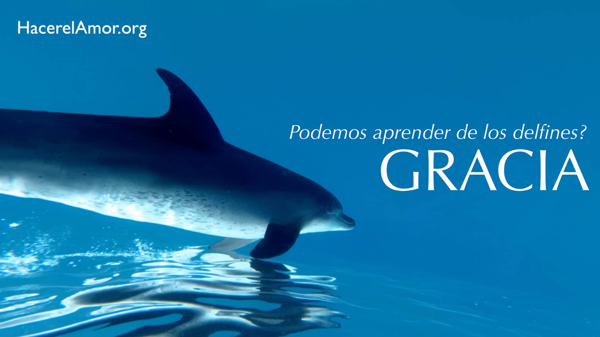 Grace - Can we learn from dolphins? on Vimeo