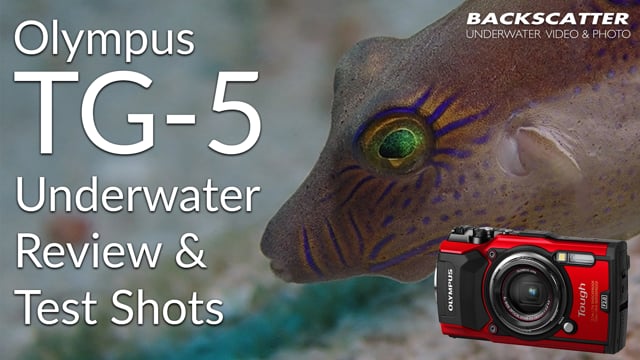 Olympus TG-5 Underwater Review 2018 - Test Shots