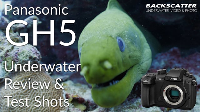 Panasonic GH5 Underwater Review 2018 - Test Footage