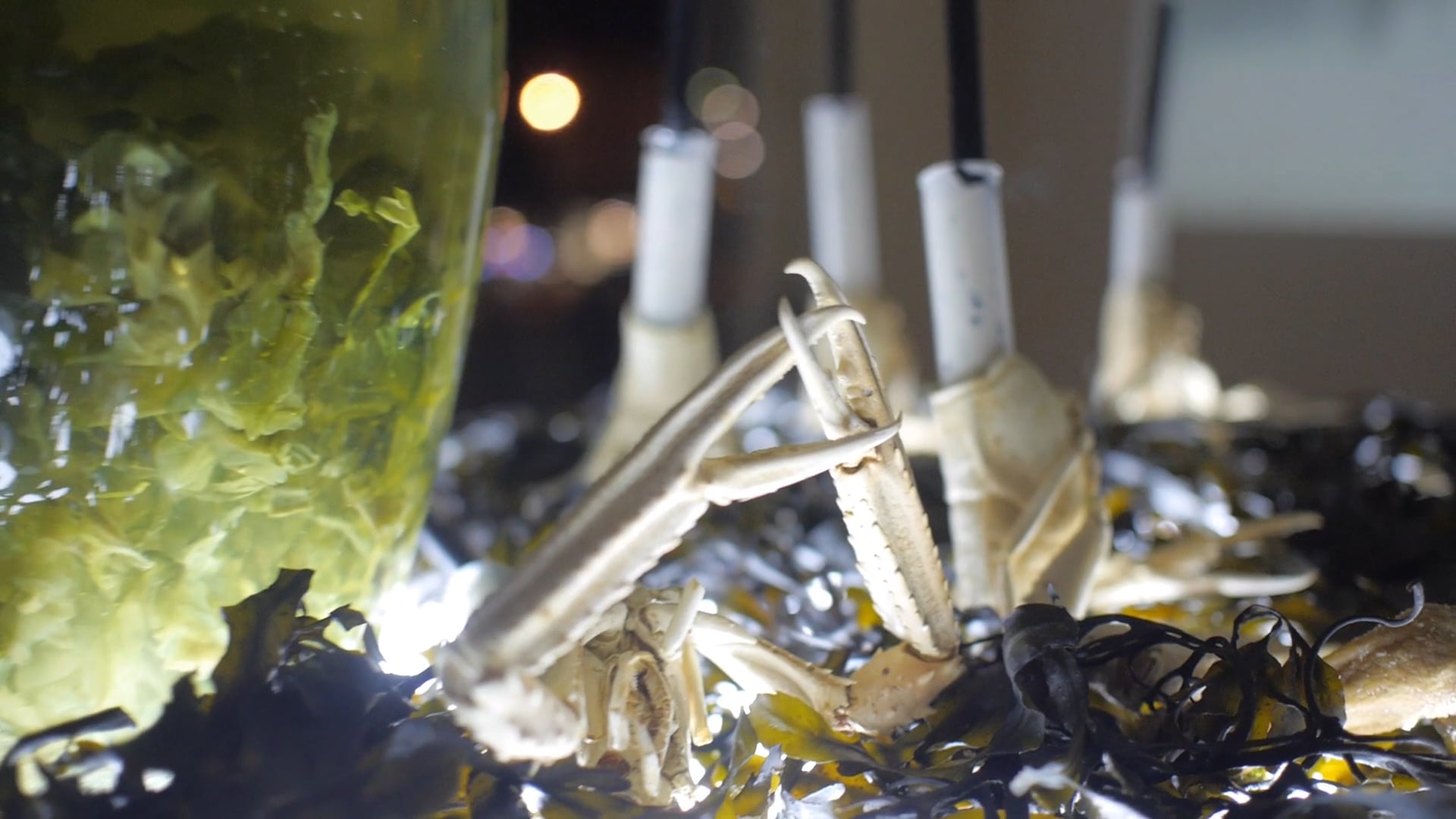 Waiting for the Barbarians - Domestic Godless @ the Athens Biennale