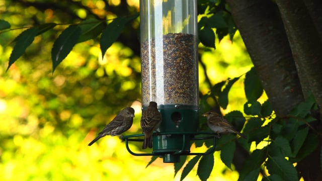 Bird Feeder Birds Garden - Free video on Pixabay