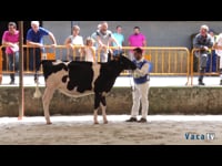 Terneras de 8 a 10 meses