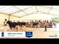 Novillas de 14 a 16 meses