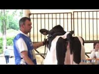 Novillas de 21 a 26 meses