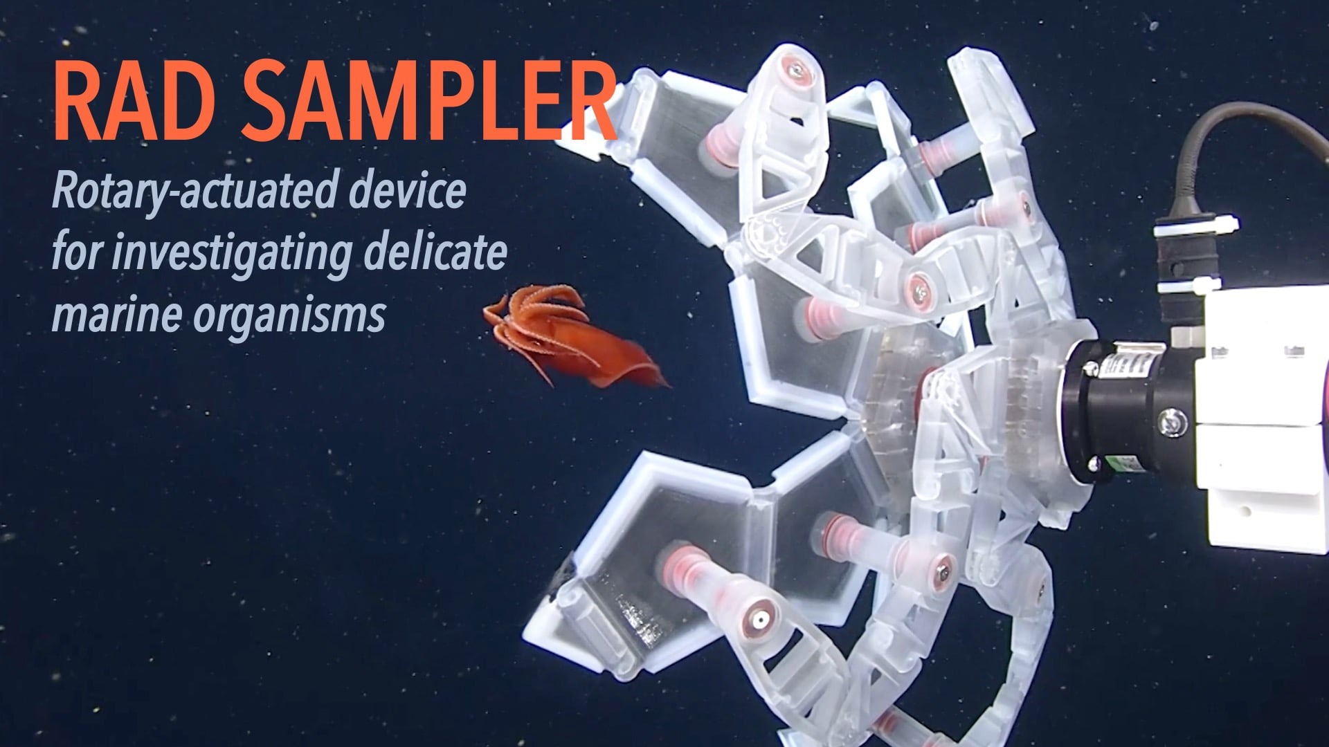 RAD Sampler: Rotary-actuated device for investigating delicate marine organisms