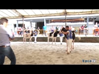 Mejor criador de novillas