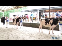 Campeonato de terneras y novillas