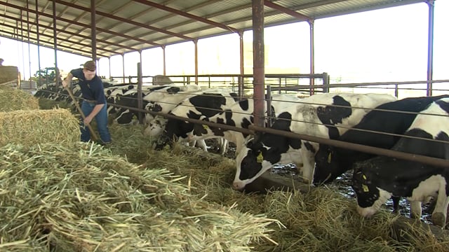 Dairy Farm SAE
