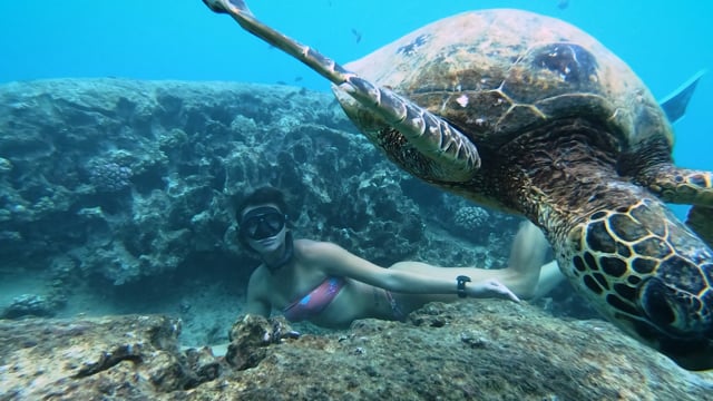 Iruka Hawaii Experiences : Iruka WEBSITE LOOP with bumpers