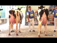 Vacas de 31 a 36 meses