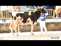 Vacas de 5 años