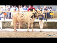 Vacas de 6 años o más