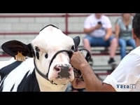 Terneras de 11 a 13 meses