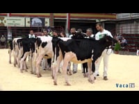 Terneras de 8 a 10 meses