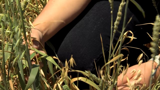 Organic Oat Hay SAE