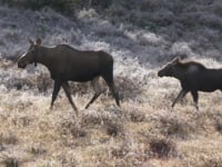 The Cow Moose Circle Explained