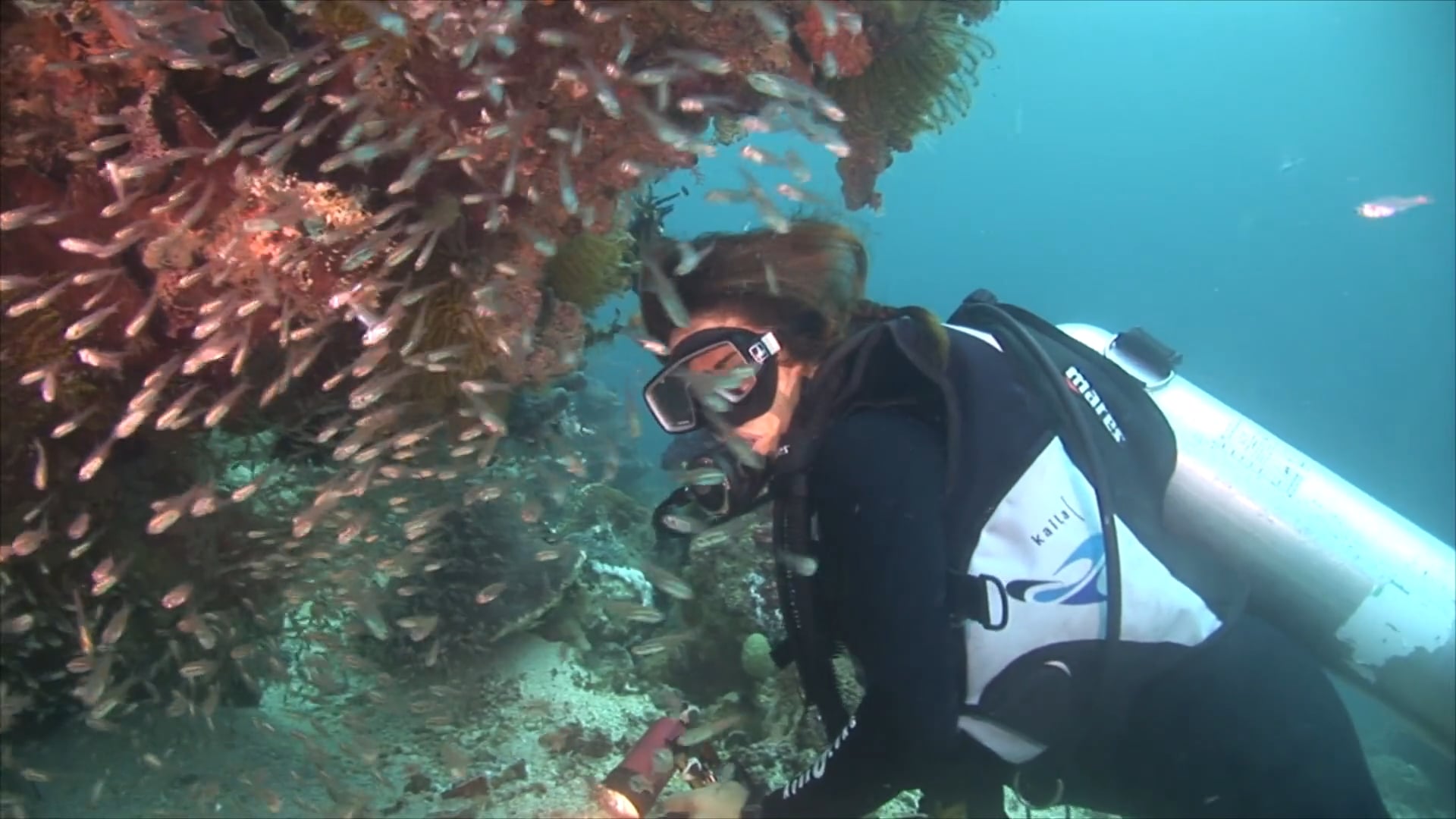 Watch Amira Diving Liveaboard Indonesia