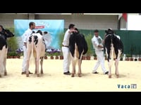 Terneras de 14 a 16 meses