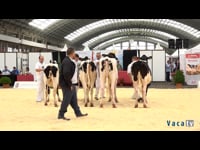 Novillas de 20 a 22 meses