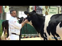 Novillas de 23 a 26 meses