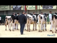 Novillas de 17 a 19 meses