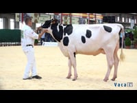 Vacas hasta 30 meses