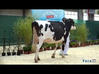 Vacas de 31 a 35 meses