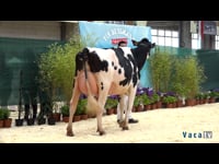 Vacas de 36 a 41 meses