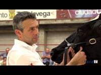 Vacas de 6 años o más