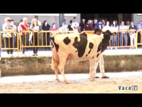Vaca joven, intermedia y adulta campeonas