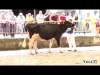 Vaca Gran Campeona