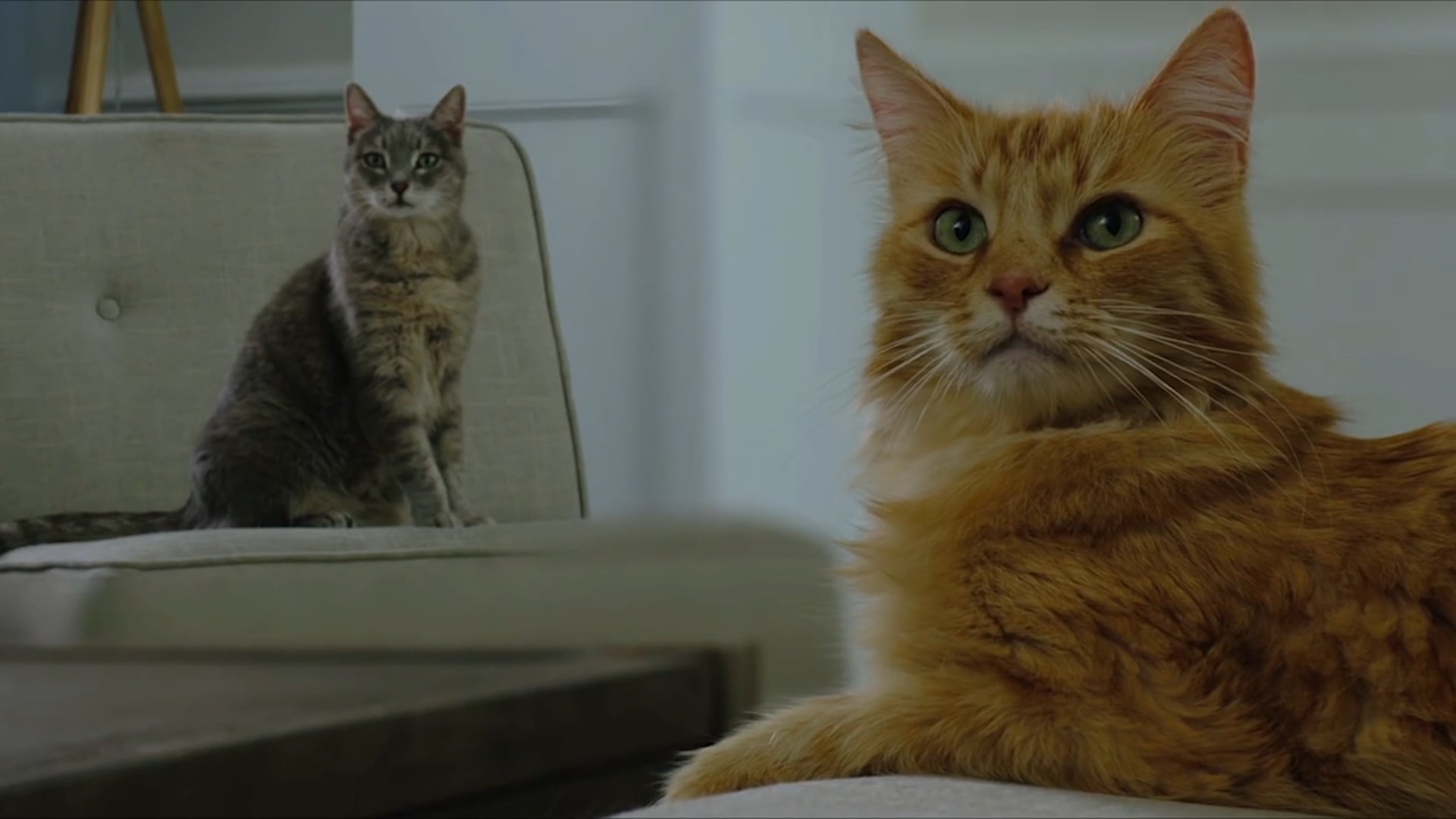 Purina Tidy Cats "Stankface"