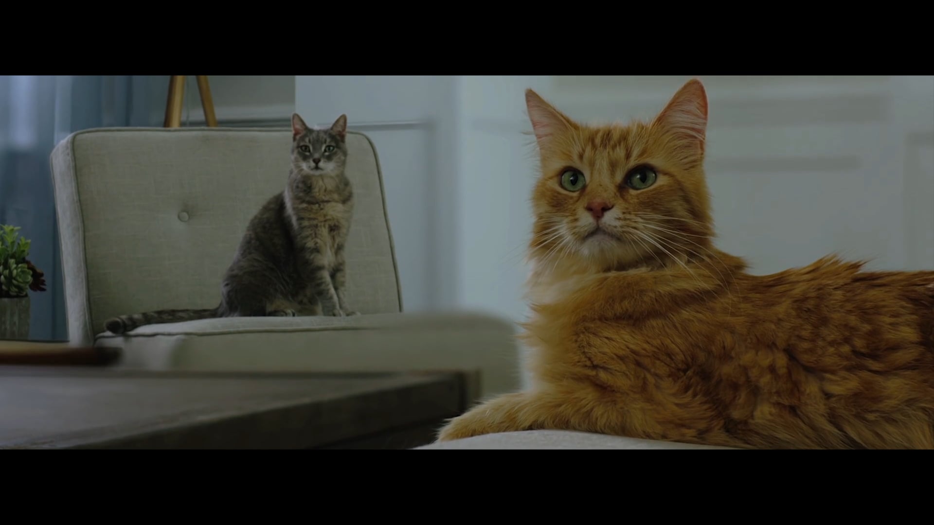 Purina Tidy Cats "Stankface"