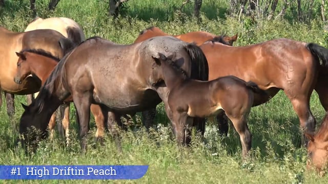 Lot #1 - High Driftin Peach