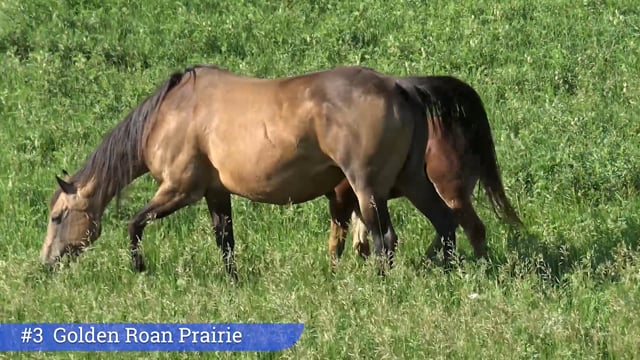 Lot #3 - Golden Roan Prairie
