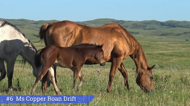 Lot #6 - Ms Copper Roan Drift