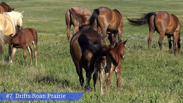 Lot #7 - Drifts Roan Prairie