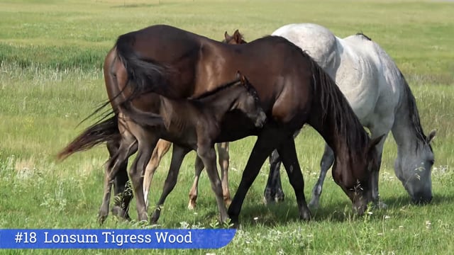 Lot #18 - Lonsum Tigress Wood