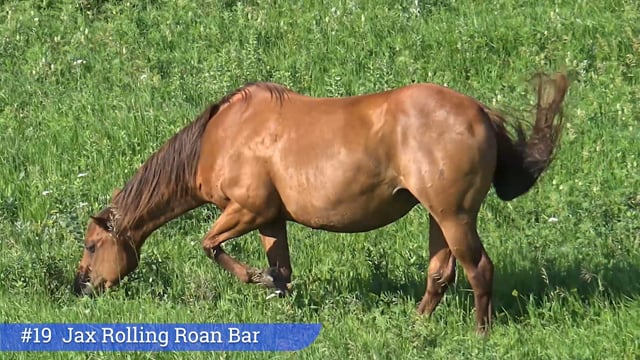 Lot #19 - Jax Rolling Roan Bar