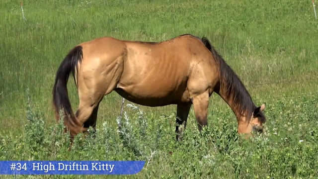 Lot #34 - High Driftin Kitty