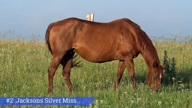 Lot #2 - Jacksons Silver Miss