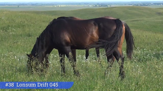 Lot #38 - Lonsum Drift 045